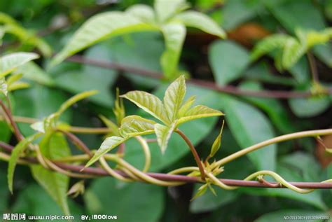 藤蔓植物爬藤類植物圖鑑|蔓藤植物 